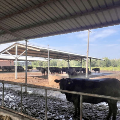 Süt Çiftliği için Prefabrik Çelik Yapı Sığır Kulübesi