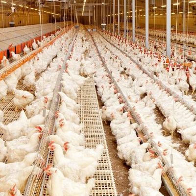 Prefabrik Çelik Kümes Hafif Yapı Q235B Q355B