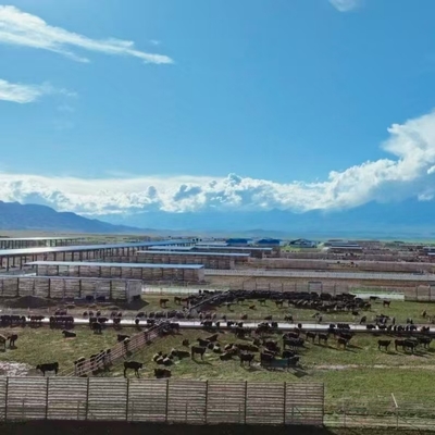 Süt, Sığır ve Besi Çiftlikleri için Galvanizli Çelik Konstrüksiyonlu ve Açık Kenarlı Gölgelik Çatıya Sahip Ahır, Düşük Maliyetli ve Hızlı Kurulum