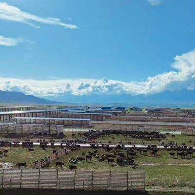 Hayvancılık için özel galvanizli çelik sığır ahırı