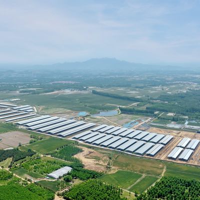 Tasarım Tedariki Modern Çelik Yapı Süt Çiftliği Barınağı Metal Sığır Barınağı Havalandırma Sistemi İle