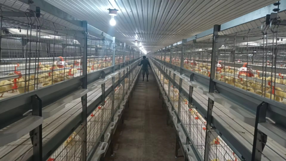 Etlik, Yumurtacı ve Damızlık Çiftlikleri için Kümes - Yalıtımlı Paneller ve Havalandırma Sistemi ile Prefabrik Çelik Yapı