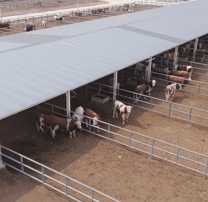 Galvanizli Prefab çelik yapısı süt sığırları ahırı