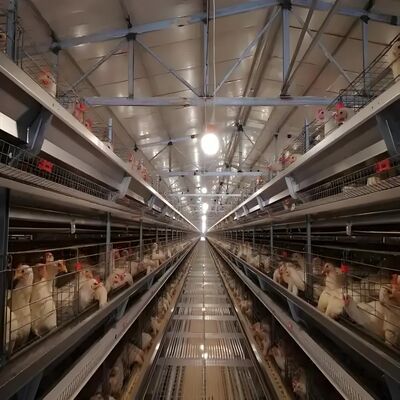 Prefabrik Binalar Tavuk Evi Çelik Yapı Tavuk Çiftliği Evi Sığır Ahırı Çelik Bina Çerçevesi