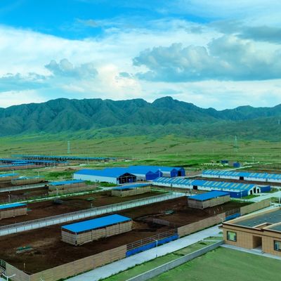 Dayanıklı Yüzey İşlemi ve Uzun Hizmet Ömrü ile Prefabrik Çelik Yapı Modüler İnek Çiftliği Barınağı Çelik Bina