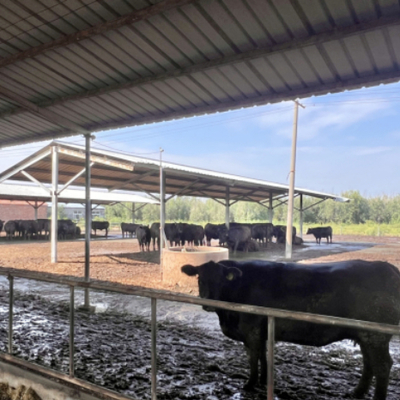 Özel İnek Ahırı Çelik Yapı Prefabrik Sığır Barınakları Süt Çiftliği Binaları RULY STEEL