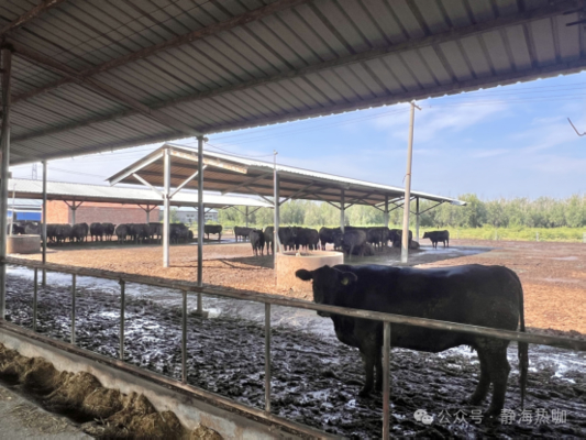 Süt etli sığırlar için galvanizli çelik inek ahırı 20+ Yıl Yaşam süresi Hayvanlık Konut Çözümü Sağlayıcısı Besleme Ekipmanı ile Birleştirilmiş Şebeke Açık Güneş Enerjisi Paneli